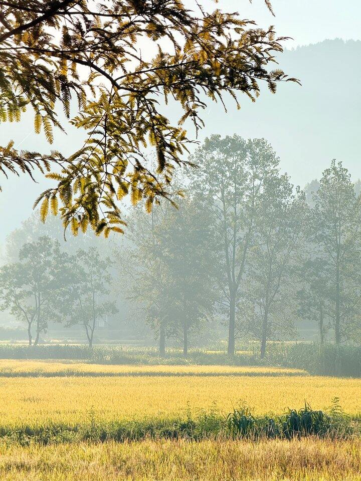 已经进入秋天了🍂