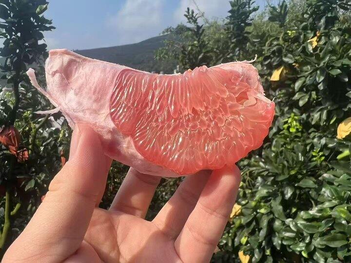 平和蜜柚