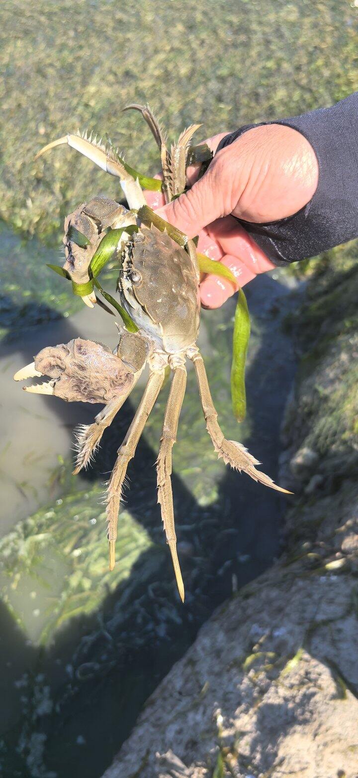 大闸蟹还有6天开卖啦