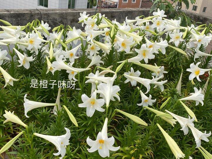 出种球