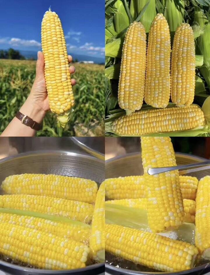 金银玉米🌽