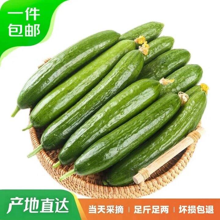 京鲜生 山东荷兰水果黄瓜