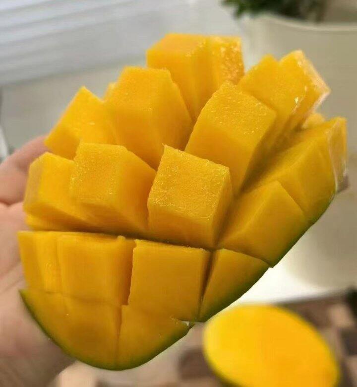 自营凯特芒🥭