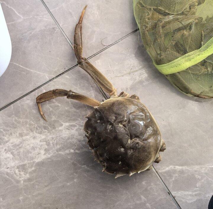 翻到一张旧照，蟹残志坚