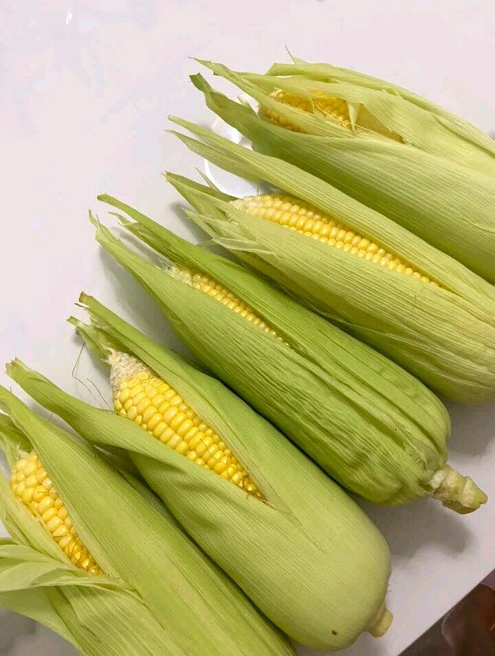 佳农玉米🌽