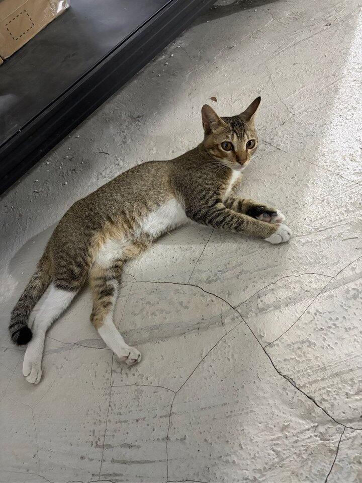 快递站的小猫