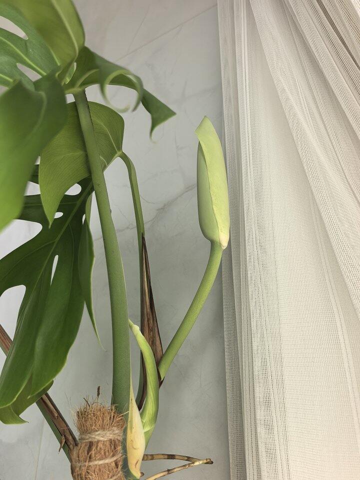 花事二三