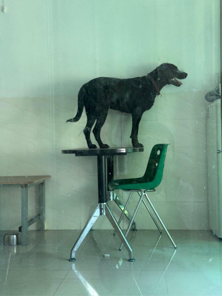 椅子好看