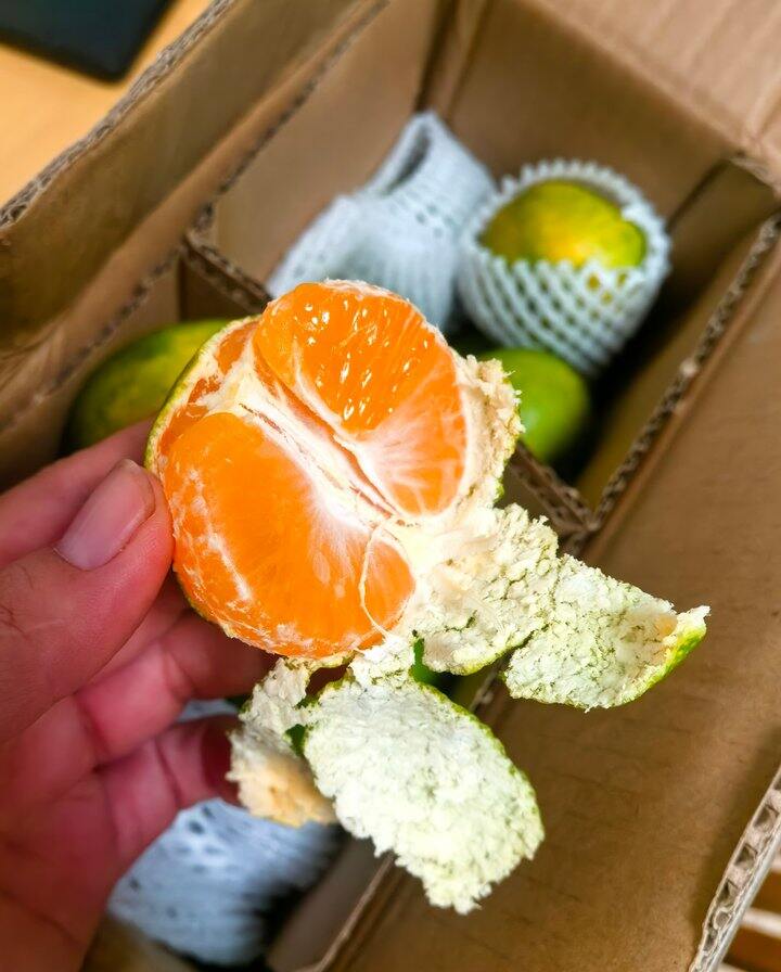 蜜橘