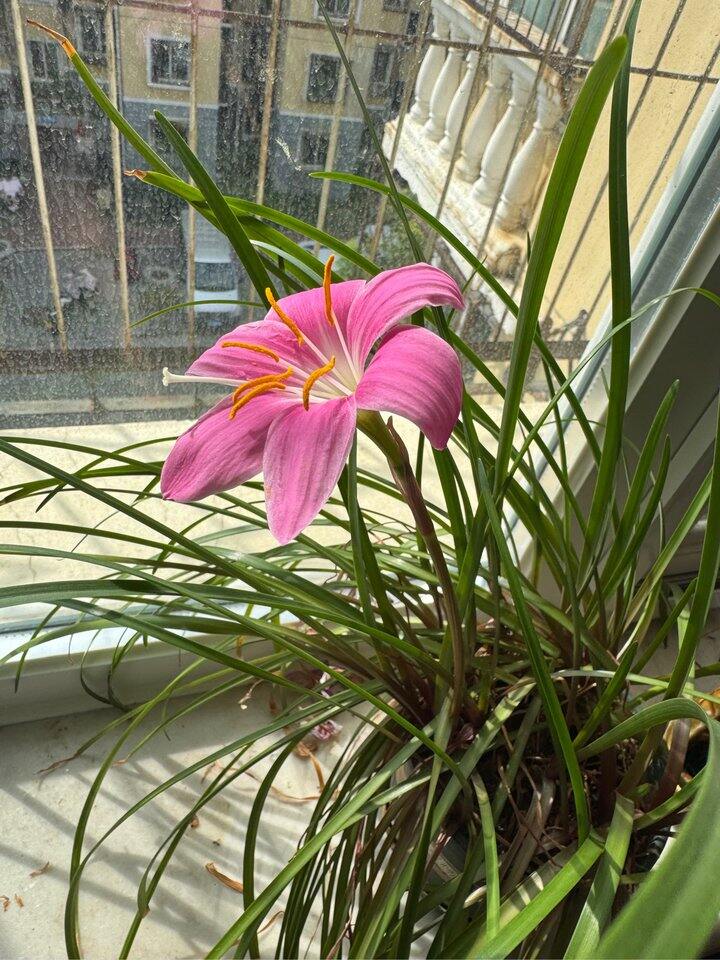风雨兰