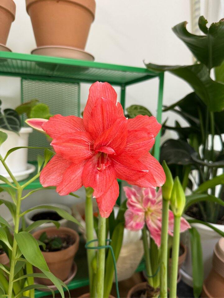 朱顶红 芭蕾舞女
