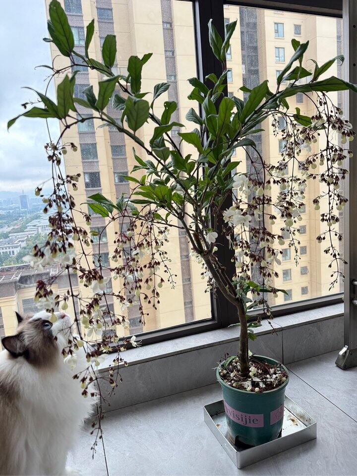 刚在美团买了株垂丝茉莉