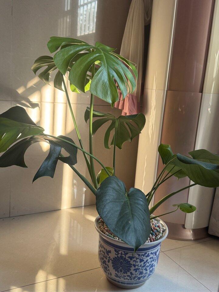 pdd海妈龟背竹