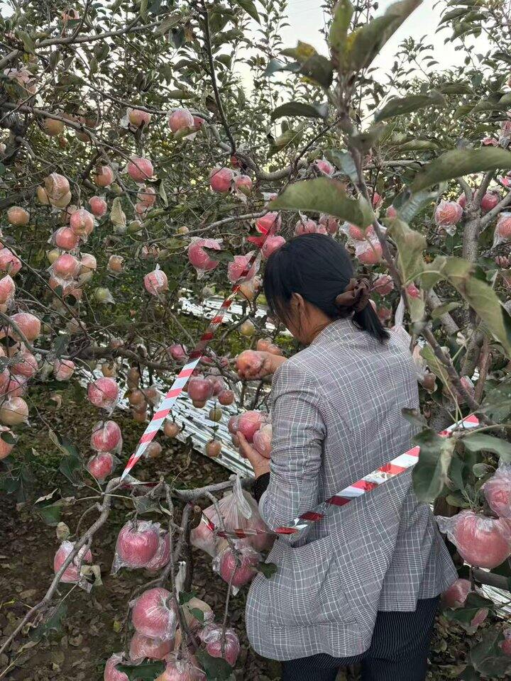 实实在在分享家里果园的红富士🍎