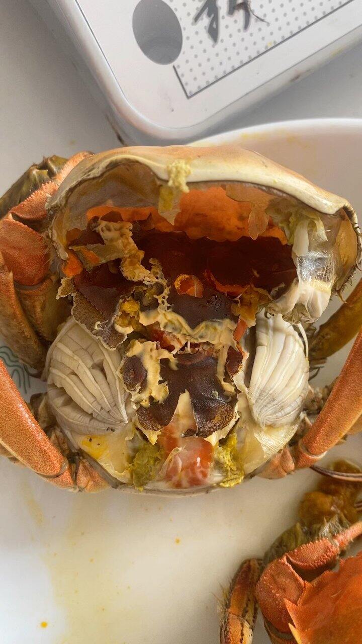 今日份的3两母蟹