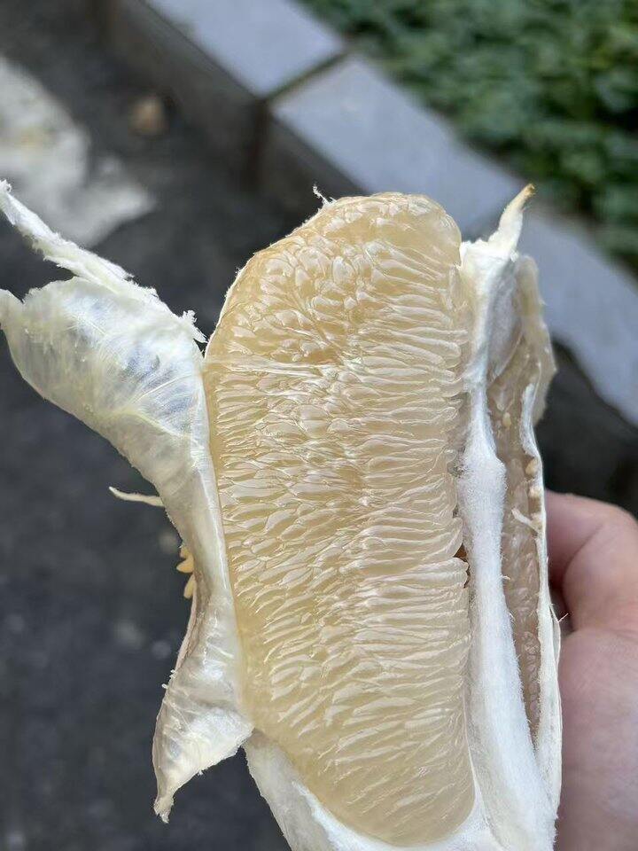 白柚