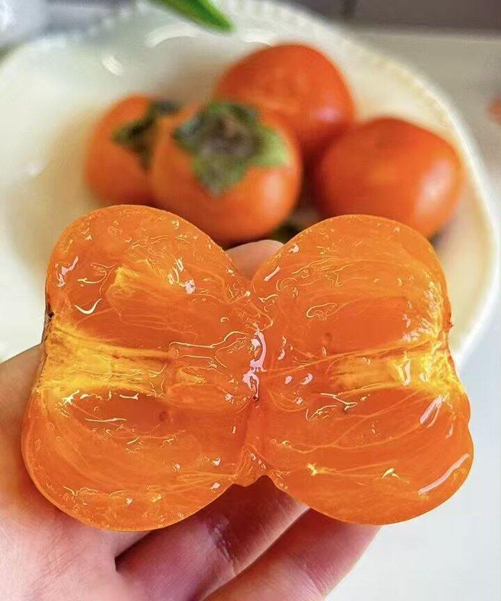 火晶柿子