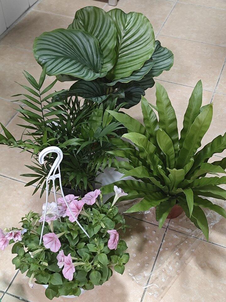 买花收获