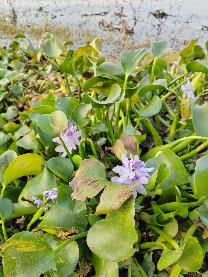 看看草，看看湖