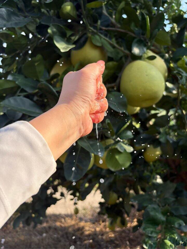 新鲜现摘柚子