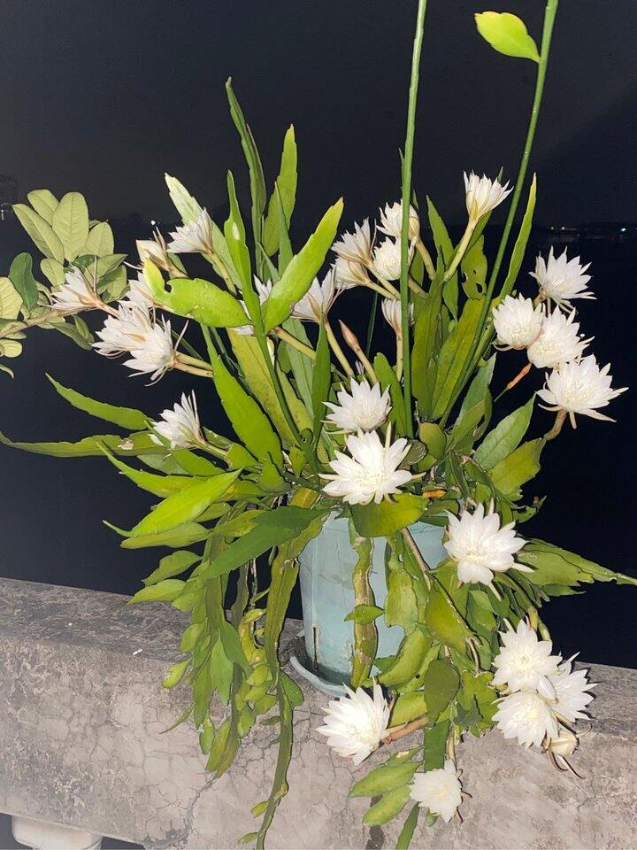 小叶昙花迎来了第一次小爆花