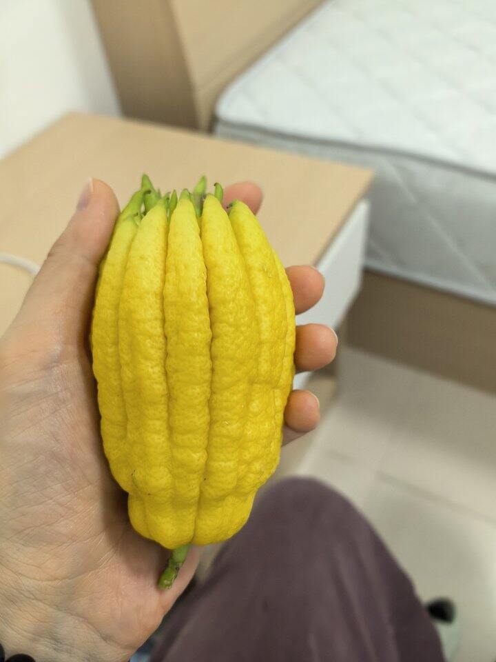 大家有买金华佛手柑的链接么？