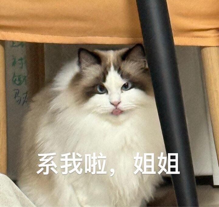 最近会有蓝够和初遇的团
