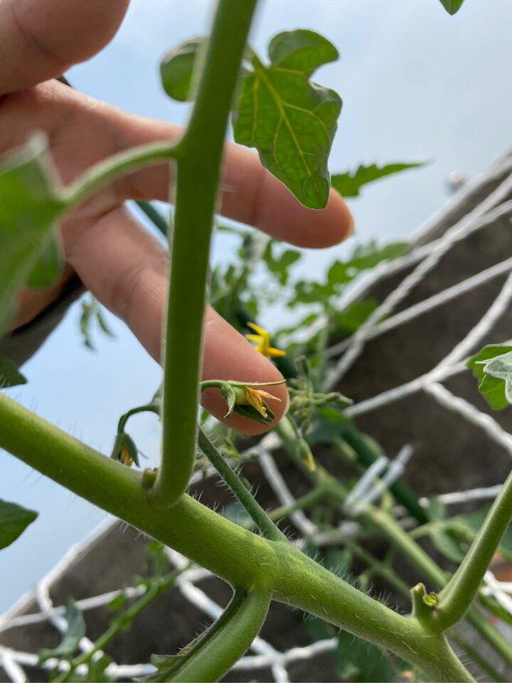 小番茄新进度