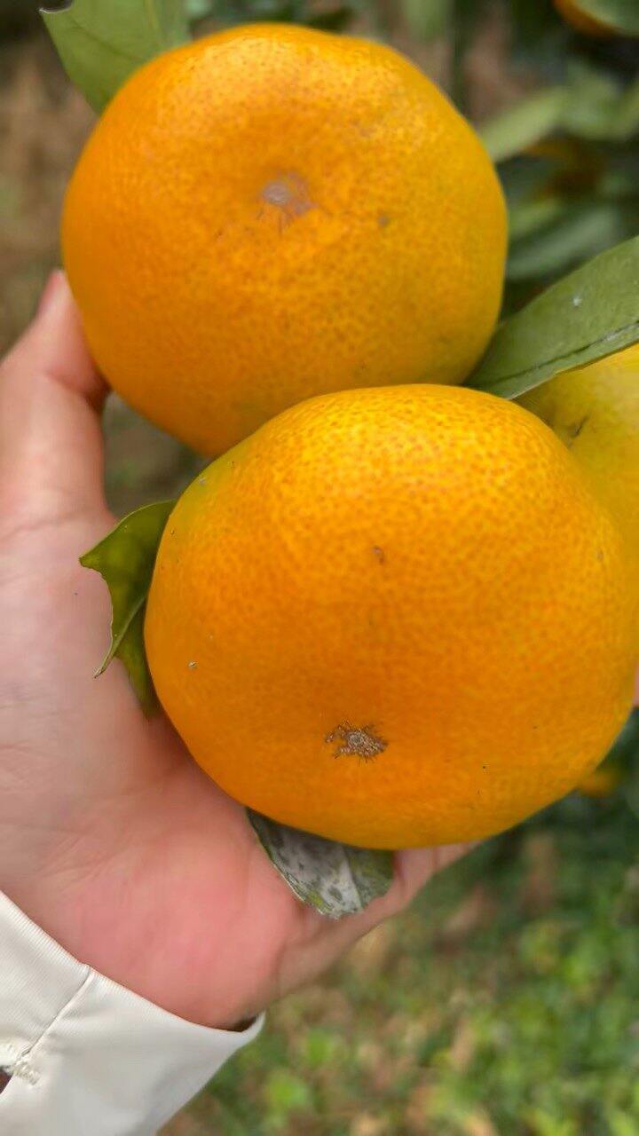 今日份蜜橘已下山打包中