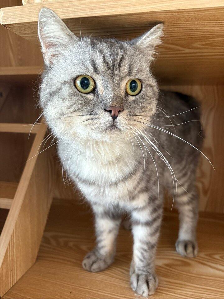 又捡猫了！