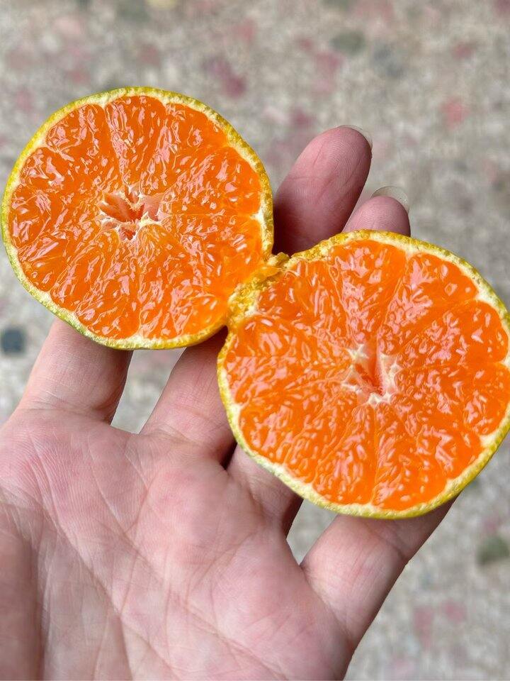 蜂蜜味的蜜橘