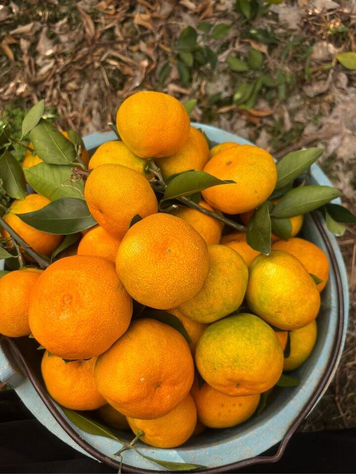 纯甜蜂蜜味的蜜橘采摘中