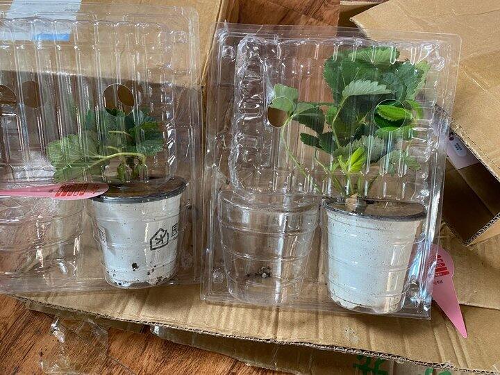 虹越的草莓苗