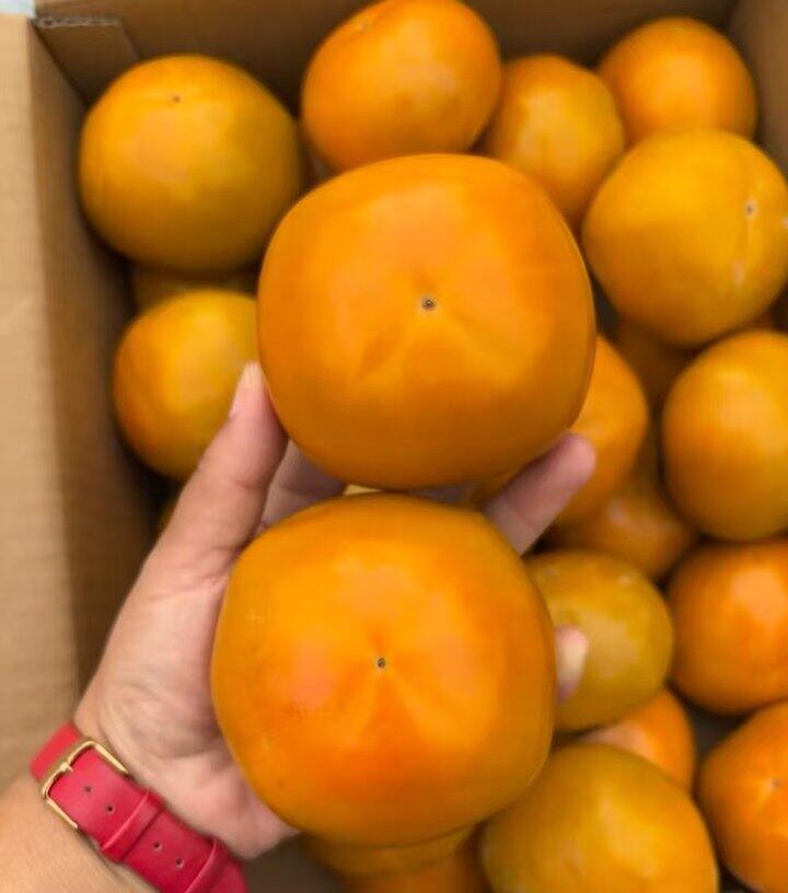 脆柿