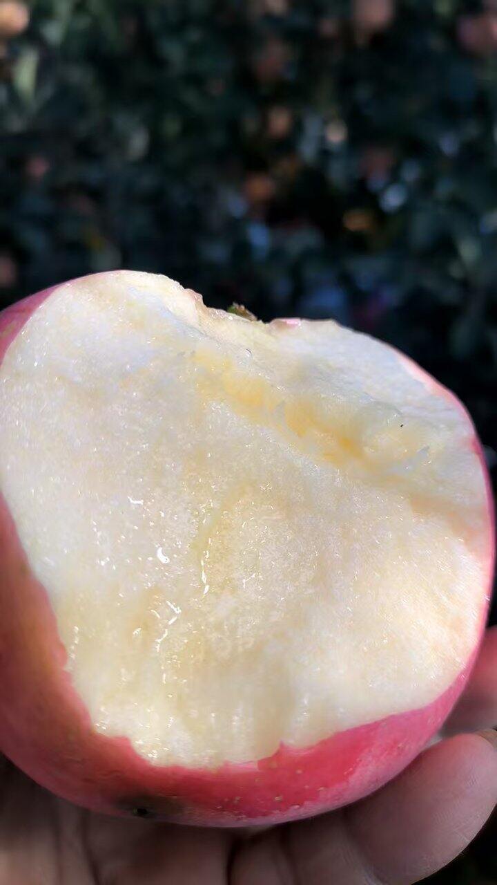 霜降后的红富士苹果更加甜脆
