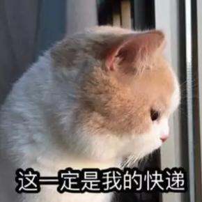 十一月沉迷剁手的日子(上)
