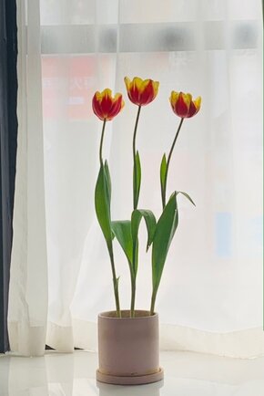 2020最满意的几件！(主家居向)