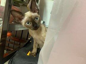 关于养猫这件大事