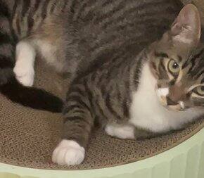 养猫后的购物