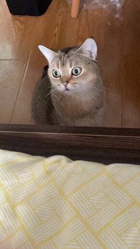 双十一(猫用)前半场
