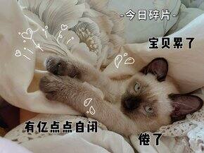 双十二jd