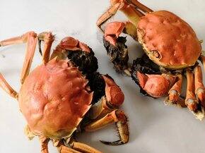 2021买到的满意商品(宠物类)