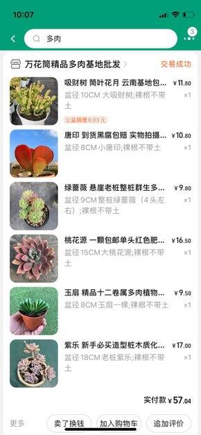 多肉大集合