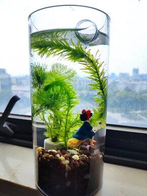 分享下我的生态缸