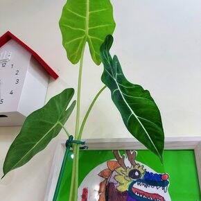 那些年,我养过的绿植们
