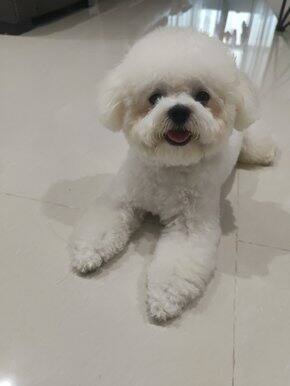 狗狗1岁以后好物分享
