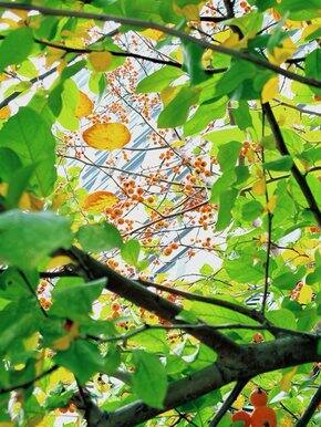 立冬了，银杏还没有黄，回顾一下秋天都买了什么！