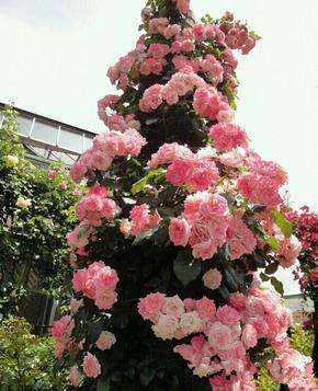 #菜鸟园艺#秋季月季花单,藤本类(暂定)