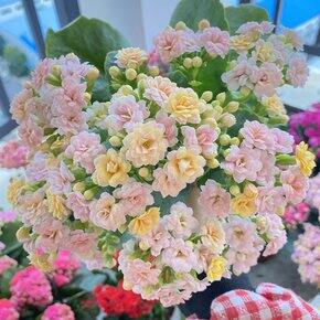 2025年路口最受欢迎的200个商品